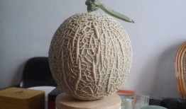 吃纹珑蜜瓜,夏日里的甜蜜诱惑