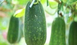 吃瓜的征兆,揭秘吃瓜征兆背后的秘密