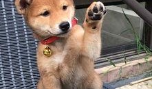 带你吃瓜拖把狗,带你领略“带你吃瓜拖把狗”的独特魅力