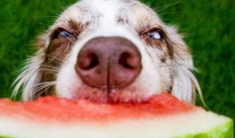 狗狗吃榨瓜行吗