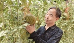 吃瓜芯宝,网络红人的崛起之路