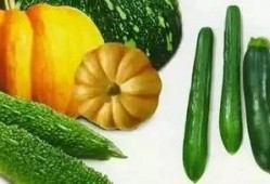 独眼龙吃瓜,揭秘娱乐圈背后的秘密与真相