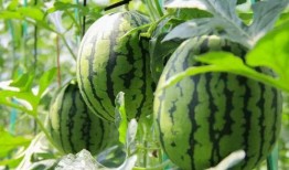 吃瓜群众咖啡西瓜,夏日消暑新风尚