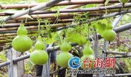 天天吃葫芦瓜,天天享受健康美味