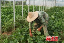 土桥中学吃瓜,揭秘校园里的“瓜田”风云