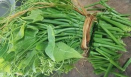 佛手瓜主要吃瓜还是吃苗,瓜苗双享，营养与美味的双重体验