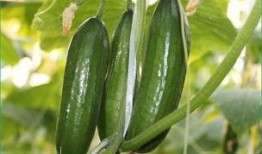 胆囊节食吃瓜好吗,节食吃瓜的合理选择