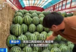 族长吃瓜,揭秘家族纷争背后的秘密