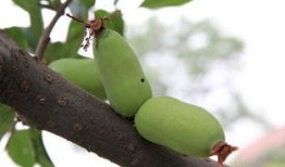 吃瓜小雨海棠,揭秘瓜界新宠儿的魅力人生