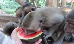 吃瓜小猴子图片,揭秘瓜界萌宠的趣味生活