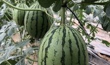 网红吃瓜aaa,揭秘娱乐圈幕后真相