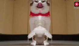 吃瓜猫视频大全,萌宠搞笑瞬间大盘点