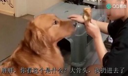 二逗吃瓜剧情,揭秘娱乐圈背后的那些事儿