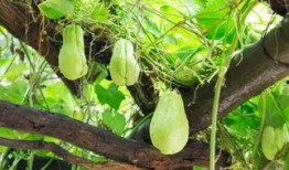 吃瓜发芽了,揭秘瓜类食品的神奇生长之旅