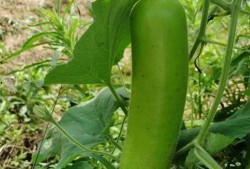 在瓜田里开瓜吃瓜,开瓜吃瓜的田园时光