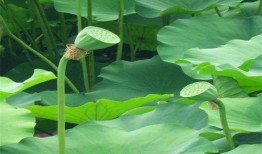 草县吃瓜,揭秘乡村生活的酸甜苦辣