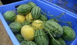 QQ瓜弟吃瓜群,揭秘网络社交圈的“瓜田”盛景