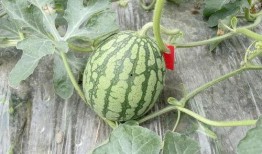 绿色吃瓜,吃出健康与环保新风尚