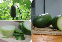 自己家里的吃瓜,品味生活甜蜜滋味