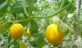 伊丽莎白瓜吃后恶心,揭秘背后的真相