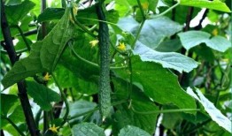 胆囊节食吃瓜好吗,节食吃瓜的合理选择