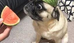 阿姨吃瓜表情,揭秘生活百态