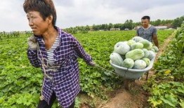 故城县吃瓜,瓜香四溢，品味夏日田园风情