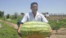 平度最新吃瓜,揭秘背后惊人真相