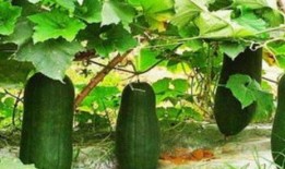 秋后吃瓜 记者,记者带你探访瓜乡盛景