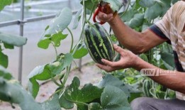 吃瓜 杭州,揭秘网红城市的“吃瓜”文化