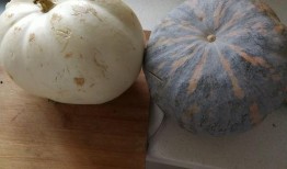 玉瓜老了怎么吃,探索老玉瓜的多样美味