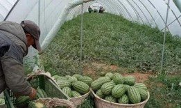 草县吃瓜,揭秘乡村生活的酸甜苦辣