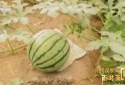 吃瓜发芽了,揭秘瓜类食品的神奇生长之旅