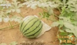 吃瓜发芽了,揭秘瓜类食品的神奇生长之旅