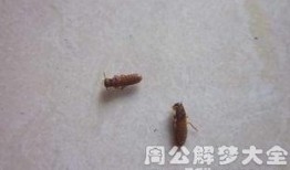 梦见吃瓜吃着虫,吃瓜遇虫，揭秘潜意识中的心理密码