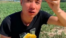 吃瓜婷子,揭秘娱乐圈幕后故事