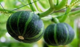 鼓楼思思吃瓜,揭秘娱乐圈幕后故事