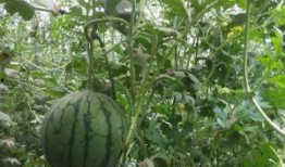 小凤瓜怎么吃最好,解锁美味新境界