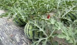 在瓜田里开瓜吃瓜,开瓜吃瓜的田园时光