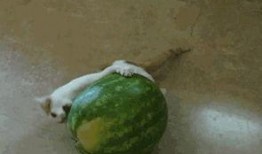 怎么优雅地吃瓜,如何优雅地吃瓜不踩雷