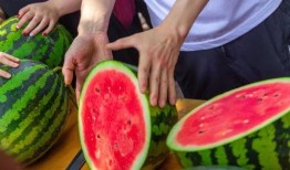 石狮海洋学校吃瓜,揭秘校园里的“瓜田”趣闻