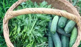 刺瓜太多怎么吃