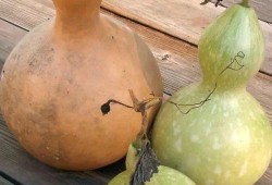 天天吃葫芦瓜,天天享受健康美味