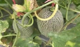 吃瓜群众冰激凌哈密瓜,夏日消暑新宠，吃瓜群众热捧