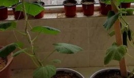 吃瓜小蚯蚓,揭秘地下世界的趣味生活