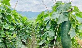 吃的最劲爆的瓜,那些你不知道的内幕故事