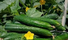 草县吃瓜,揭秘乡村生活的酸甜苦辣