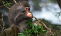 猴子吃瓜文案图片,猴子吃瓜萌态瞬间