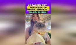 猫咪吃瓜眼神图片高清,高清萌态引网友热议