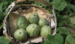 小瓜保山怎么吃,小瓜的独特风味与多样吃法